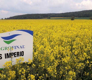 Velmi žádaný hybrid ES Imperio vyniká svým výnosem, zdravotním stavem a vysokou plasticitou ES Imperio