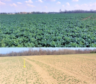 ES Criterio se vyznačuje výborným jarním startem a excelentní regenerací. Fotografie znázorňuje výbornou regeneraci porostu na pozemku během jednoho měsíce